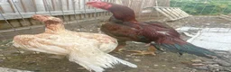 Chickens poultry for sale: Indian Parrot Beak pair not Aseel Asil Shamo Thai - Advert 4