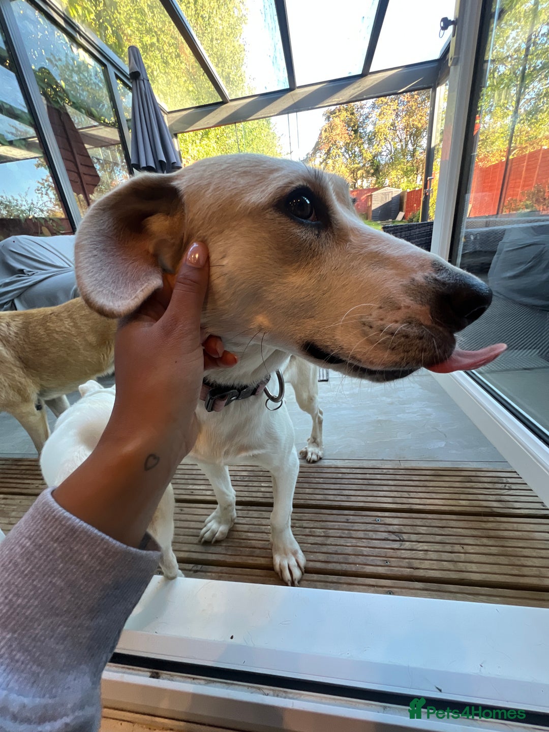 Mixed Breed dogs for adoption:  🧡 Cheeky Becca is Ready for her forever home!  - Image 2