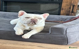Frug dogs for sale: Gorgeous chunky pups - Image 10