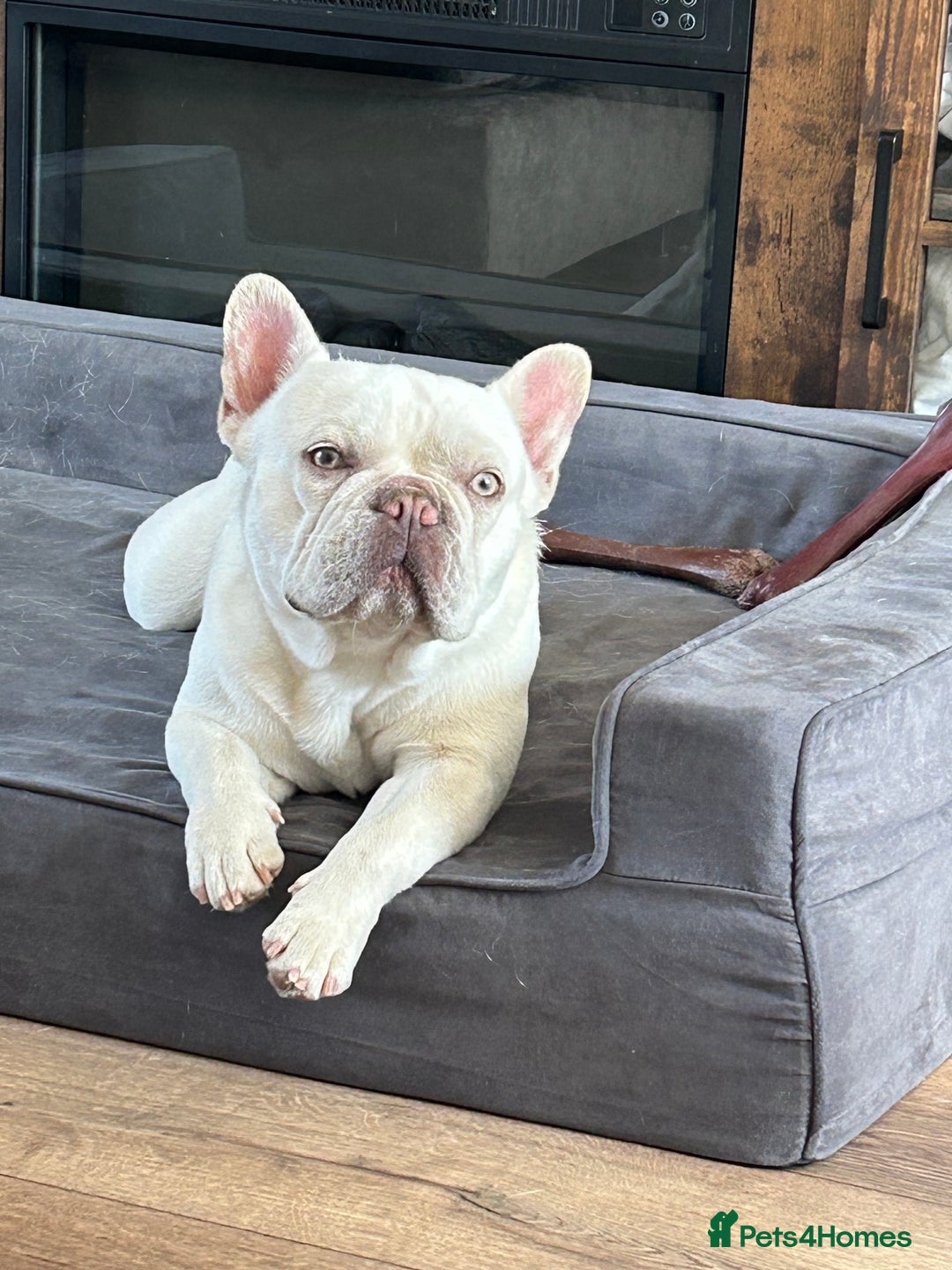 Frug dogs for sale: Gorgeous chunky pups - Image 10