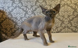 Devon Rex cats for sale: Two wonderful girls - Image 8