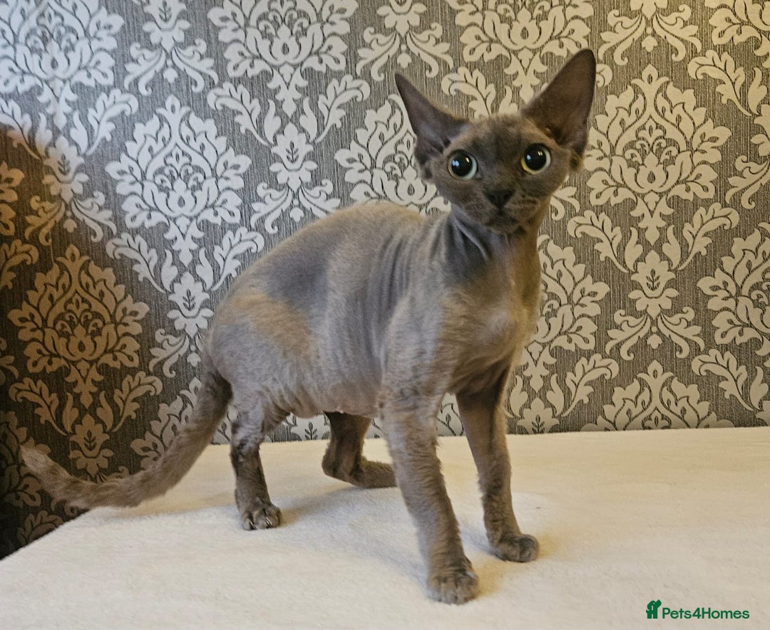 Devon Rex cats for sale: Two wonderful girls - Image 8