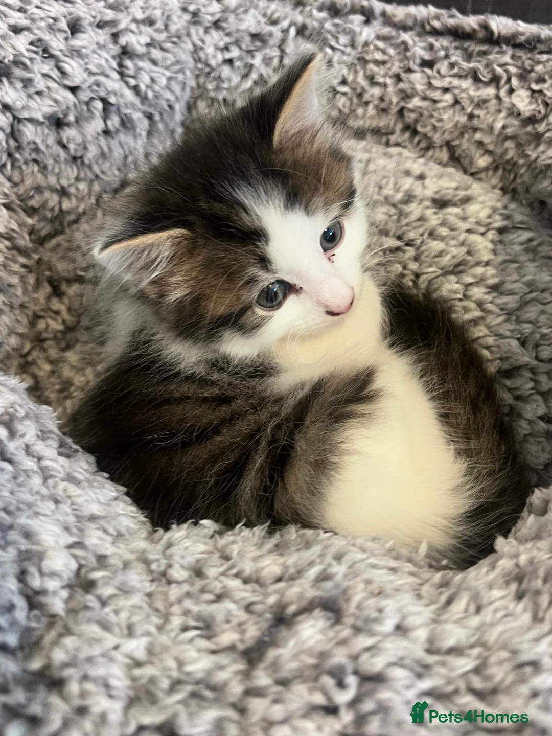 Mixed Breed cats for sale: Beautiful little male kitten  - Advert 5