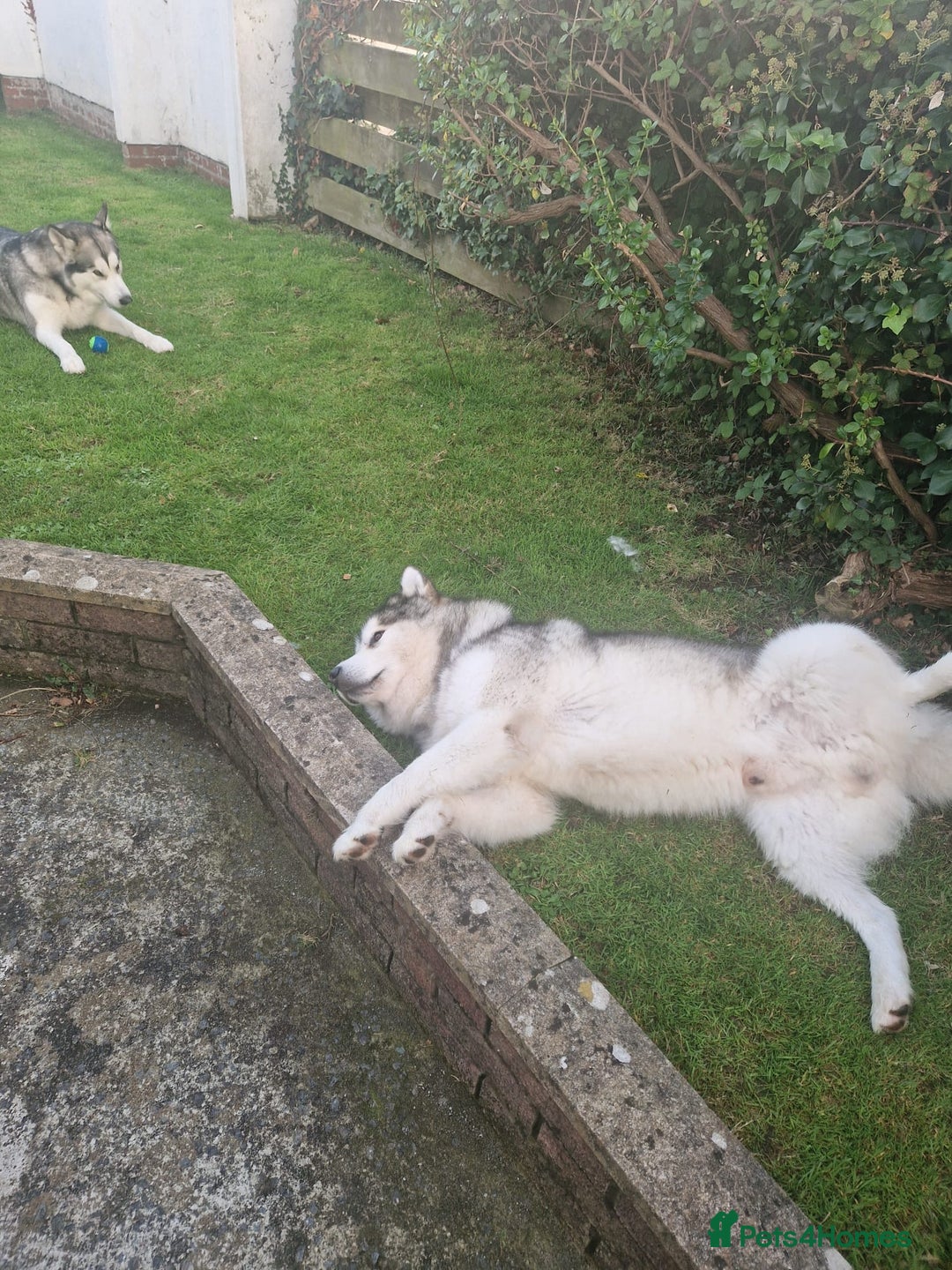 Alaskan Malamute dogs for sale: 3 left beautiful Alaskan malamute puppies  - Advert 11