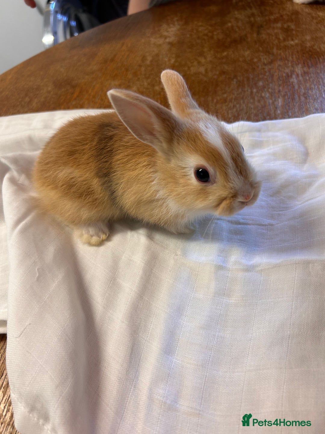 Netherland Dwarf rabbits for sale: Baby bunnies - Image 7