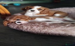 Cavalier King Charles Spaniel dogs for sale: King Charles cavalier 1 boy left!  - Image 1