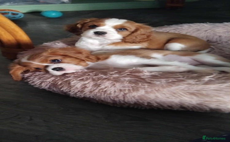 Cavalier King Charles Spaniel dogs - Advert 3