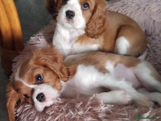 Cavalier King Charles Spaniel dogs - Advert 1