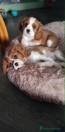 Cavalier King Charles Spaniel dogs - Advert 6