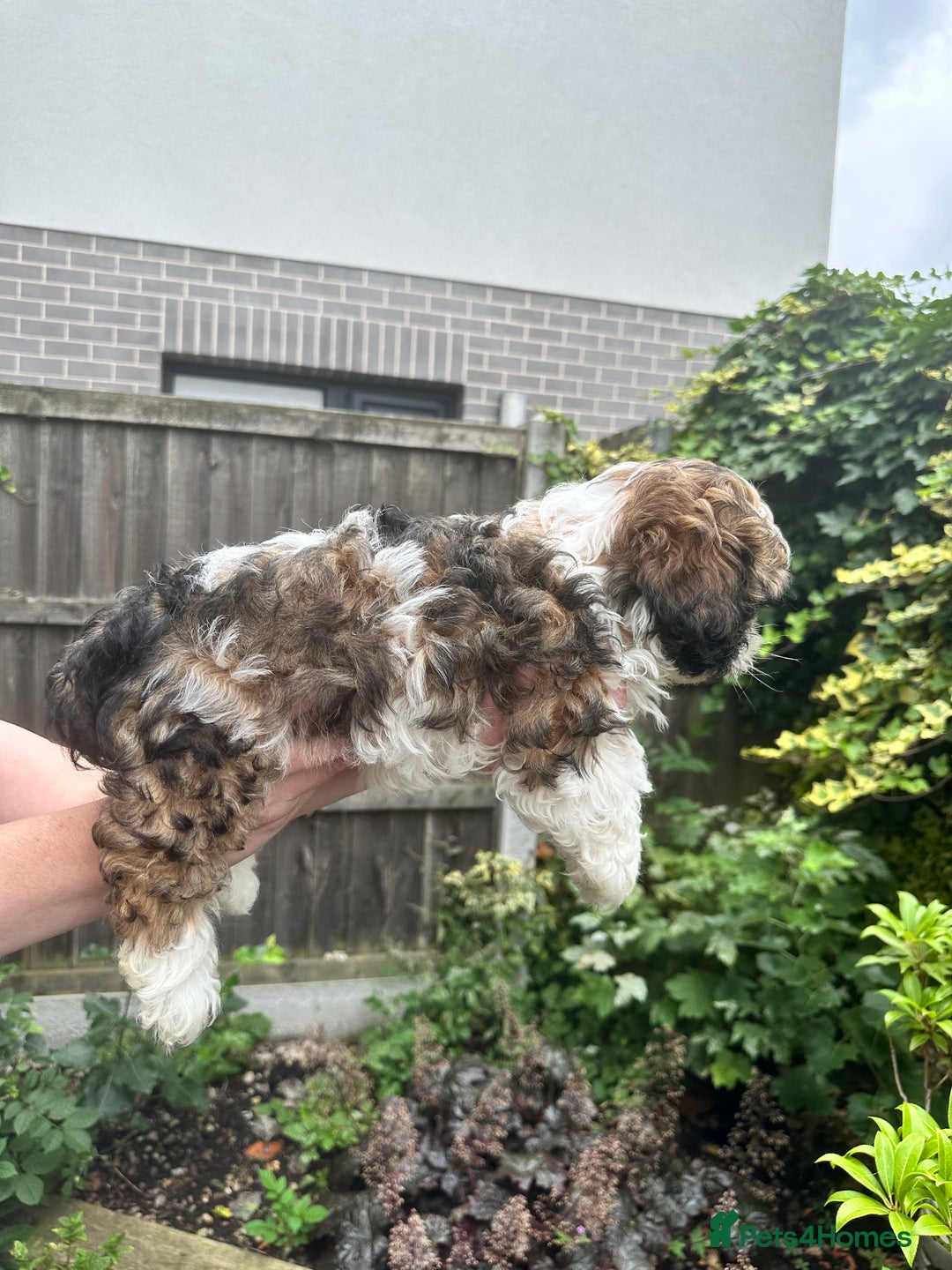 Shihpoo dogs for sale: Adorable Shihpoo Puppies - Image 9