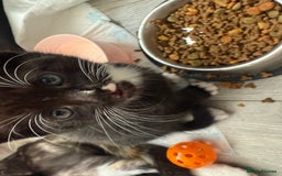 British Shorthair cats for sale: Kittens - Image 5