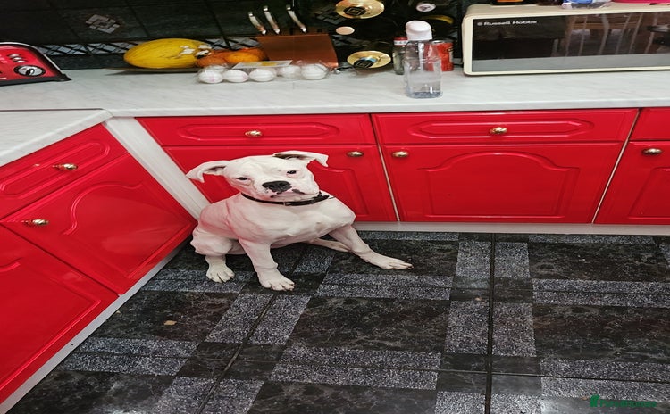 Boxer dogs - Advert 7