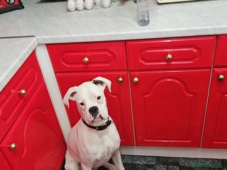 Boxer dogs - Advert 2