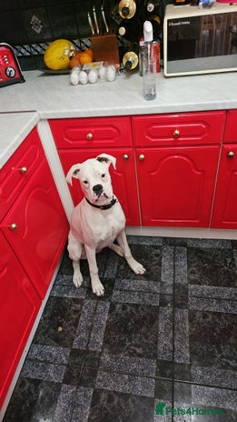 Boxer dogs - Advert 7