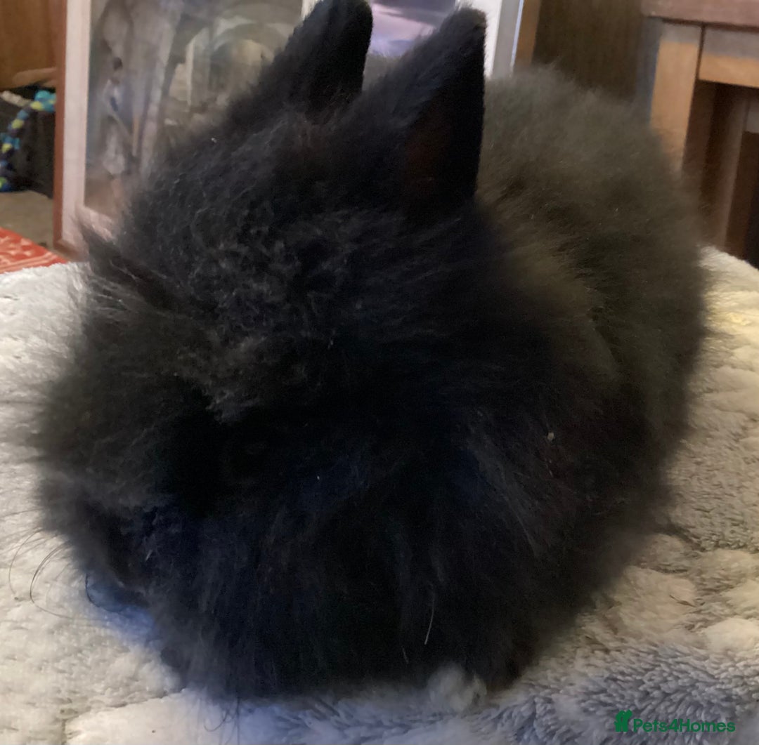 Lionhead rabbits for sale: Stunning DM lionheads baby rabbits - Advert 6