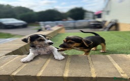 Jack Russell dogs for sale: 🐾Jack Russell Puppies🐾 - Image 25