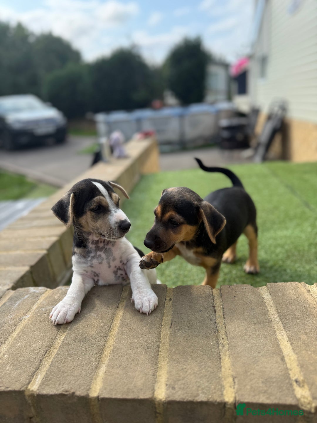 Jack Russell dogs for sale: 🐾Jack Russell Puppies🐾 - Image 25