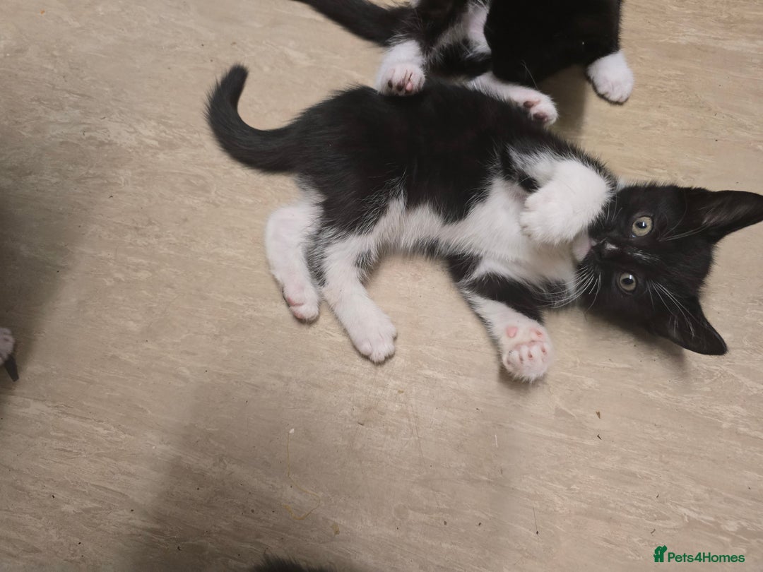 Mixed Breed cats for sale: 6 kittens - Image 11