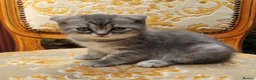 Scottish Fold cats for sale:  kittens looking for forever family  - Advert 4