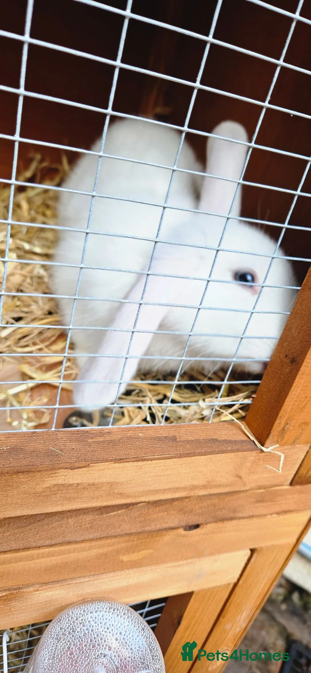 Mixed Breed rabbits for sale: 2 male rabbits plus hutches for sale - Advert 8
