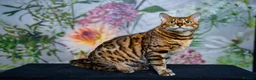 Bengal cats for sale: Stunning Bengal - Sophie. Forever family only. - Advert 3
