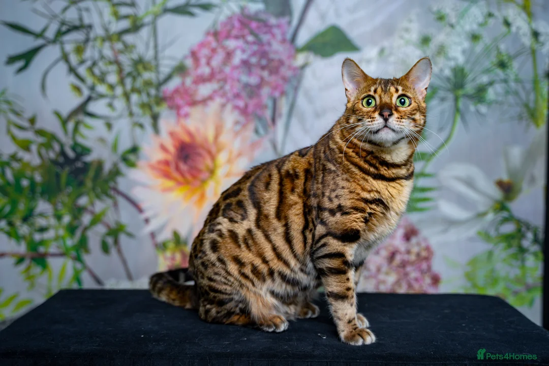Bengal cats for sale: Stunning Bengal - Sophie. Forever family only. - Advert 3