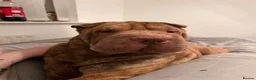 Shar Pei dogs for sale: Female for rehome  - Advert 8
