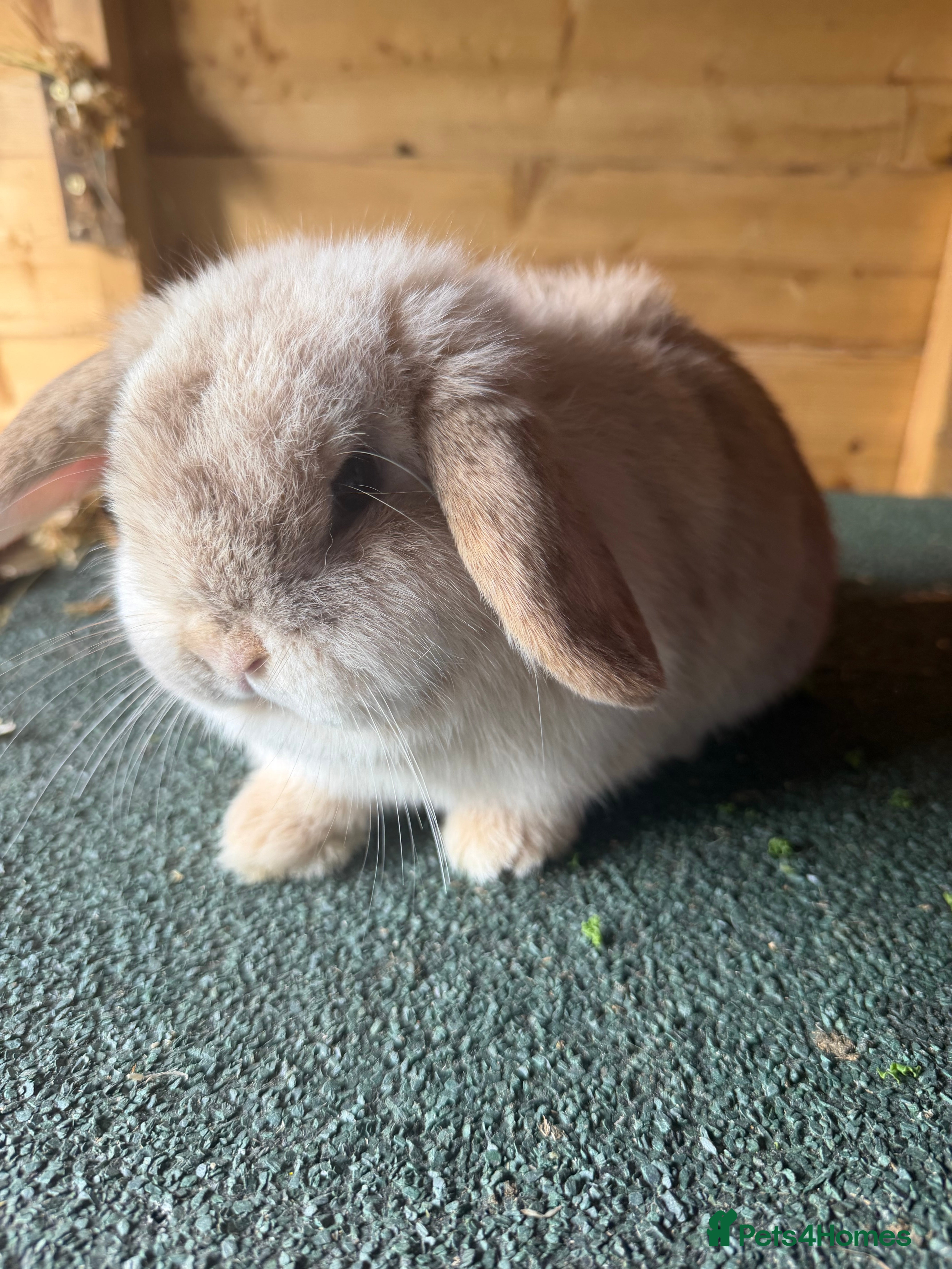 Mini Lop rabbits Mini lop pure bred  - Advert 6