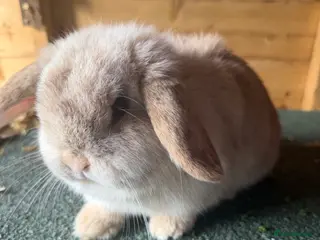 Mini Lop rabbits Mini lop pure bred - Advert 6