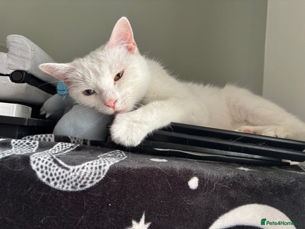 Turkish Angora cats Azula, 6/7 year old female Turkish angora - Advert 1