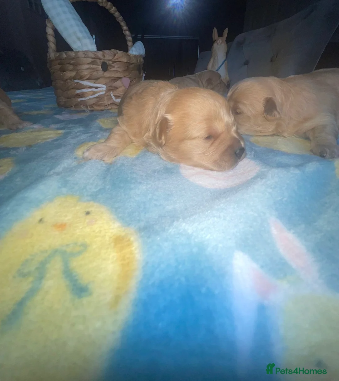 Maltipoo dogs for sale: F1 Maltipoo in Blackpool - Advert 2