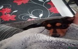 Miniature Dachshund dogs for sale: 11 Month old Miniature Dachshund - Image 2