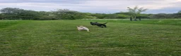 Mixed Breed dogs for sale: Fendi ♡ in Bromsgrove - Advert 9