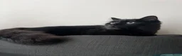 Mixed Breed cats for sale: Male mix breed cat 10months old in Leeds - Advert 1