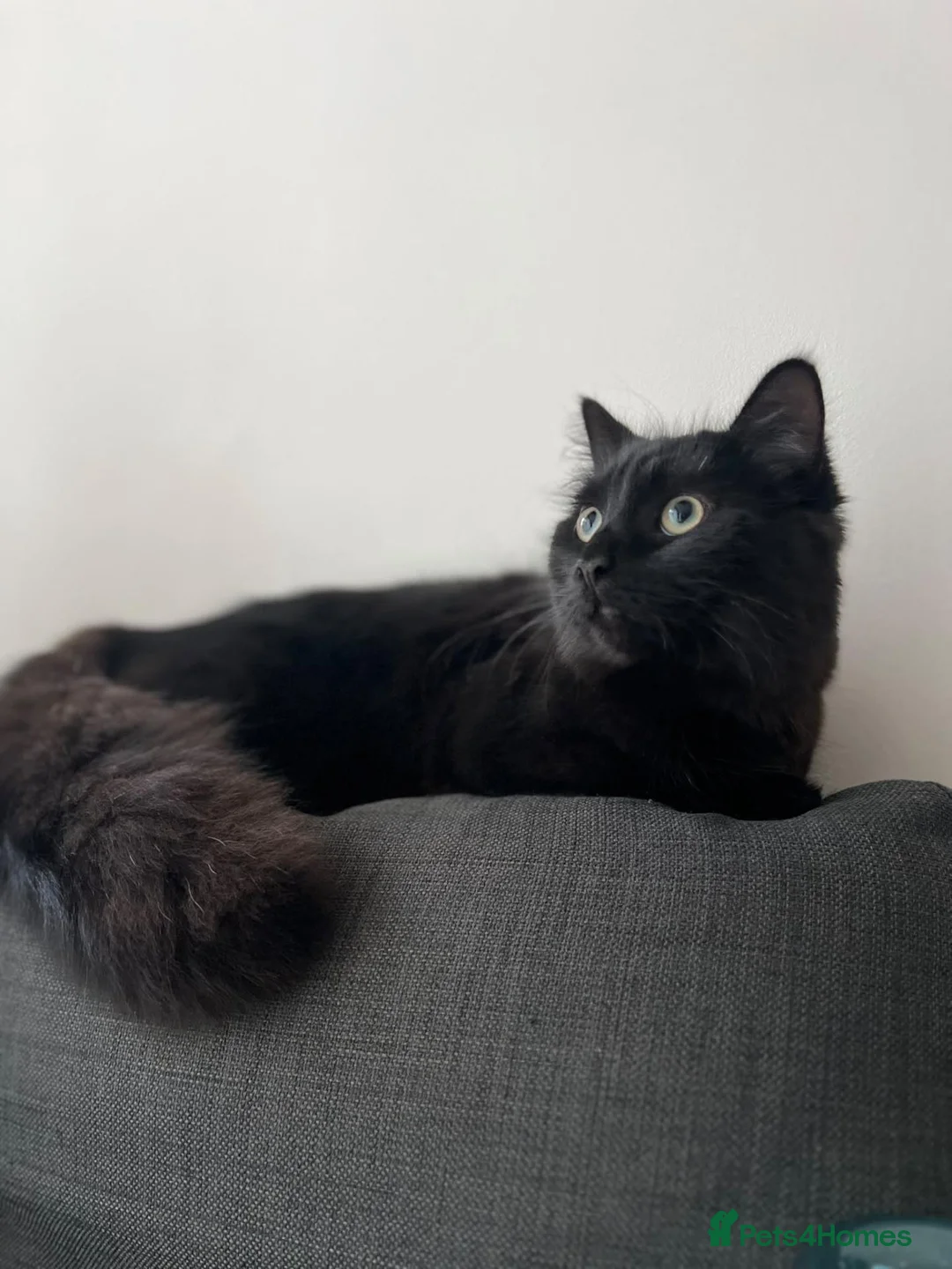 Mixed Breed cats for sale: Male mix breed cat 10months old in Leeds - Advert 1
