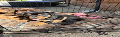 Australian Kelpie Puppy 1