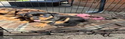Australian Kelpie dogs for sale: Kelpie Pups for Sale - Advert 9