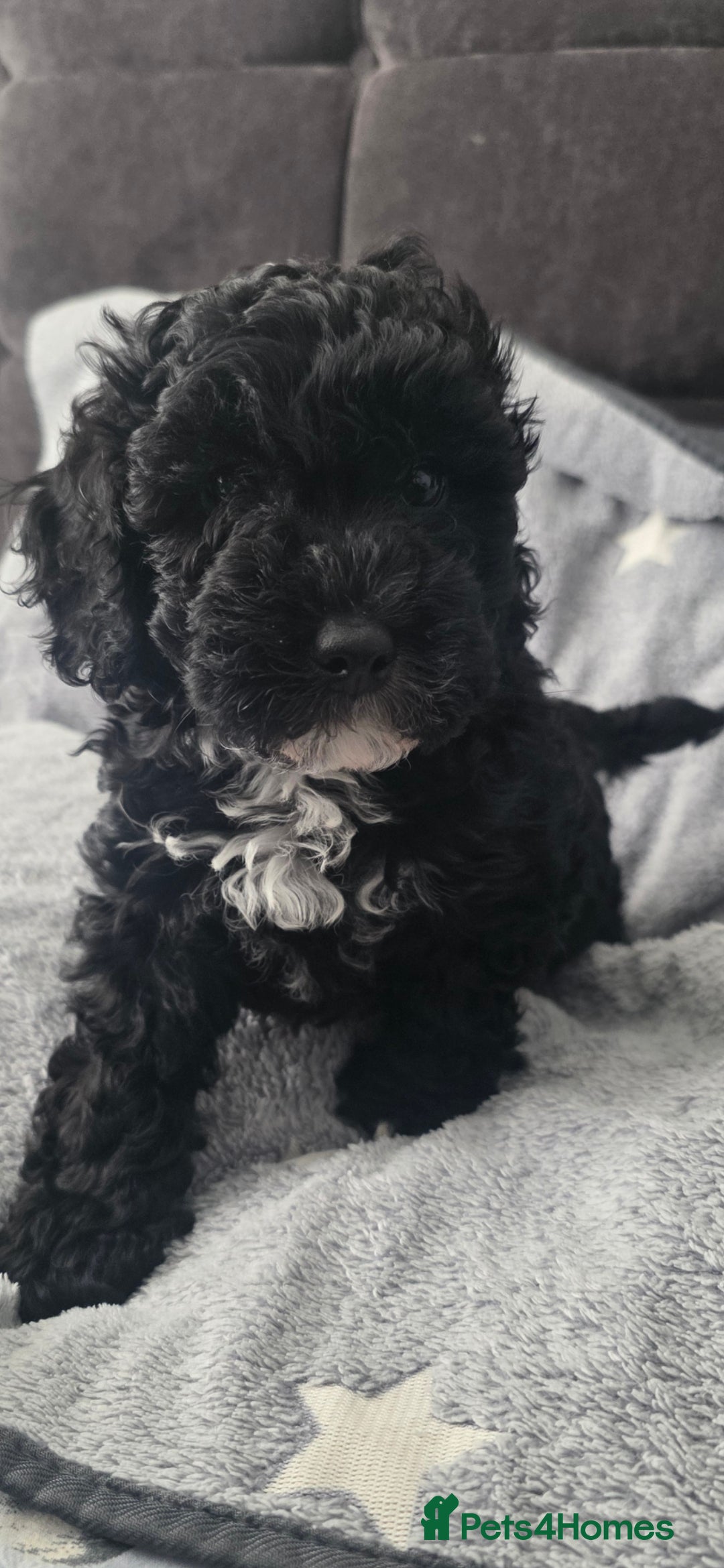 Cockapoo dogs for sale: BEAUTIFUL F1B COCKAPOO BABBIES  - Image 11