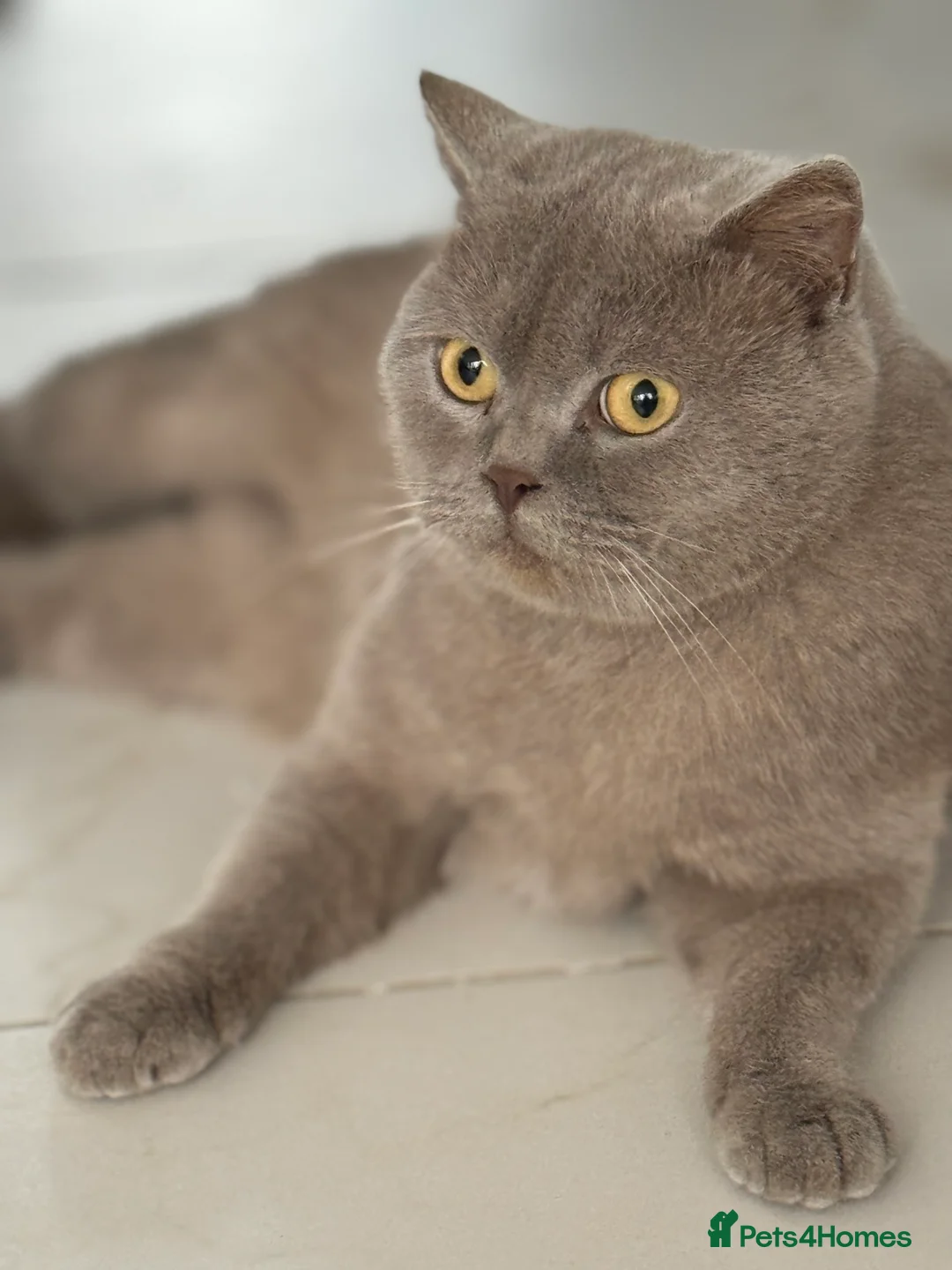 British Shorthair cats for sale: 3 year old british short hair, male - Advert 7
