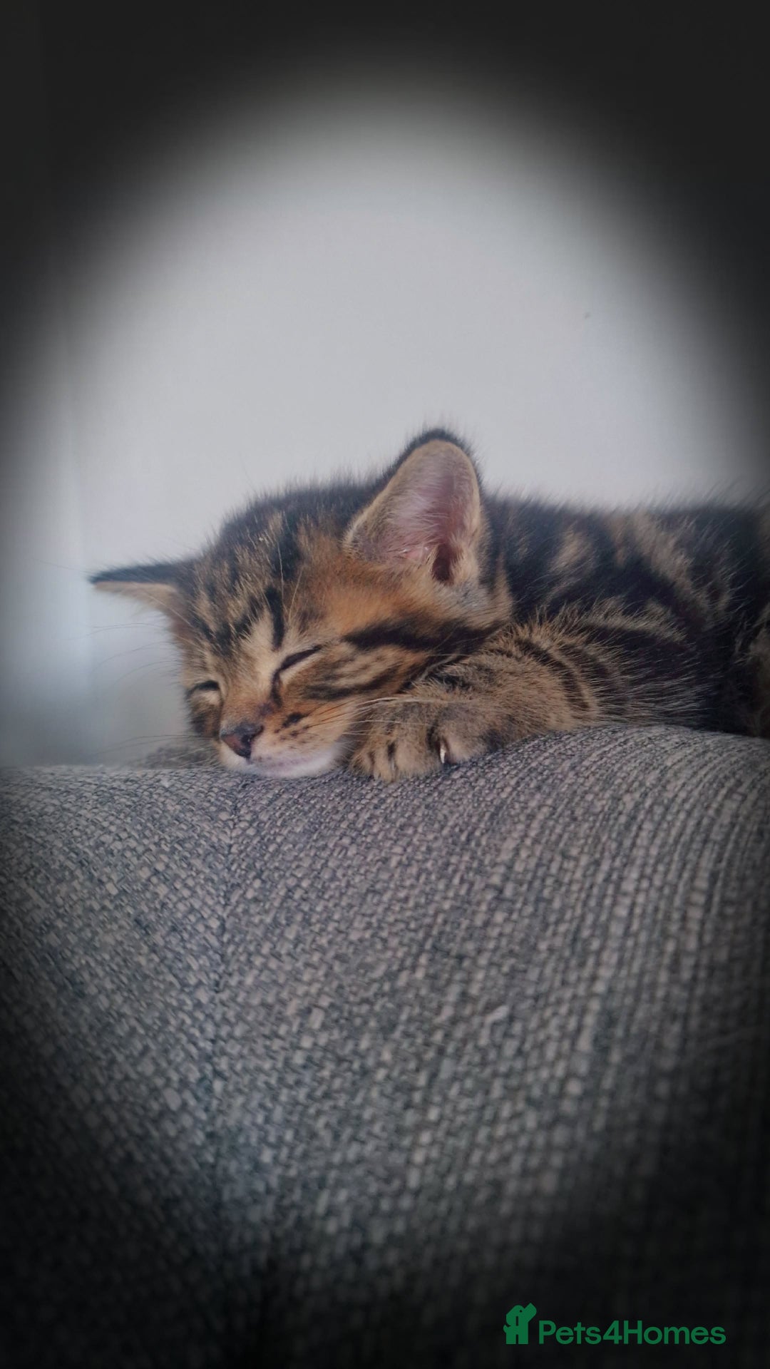 British Shorthair cats for sale: British shorthair x - Image 5