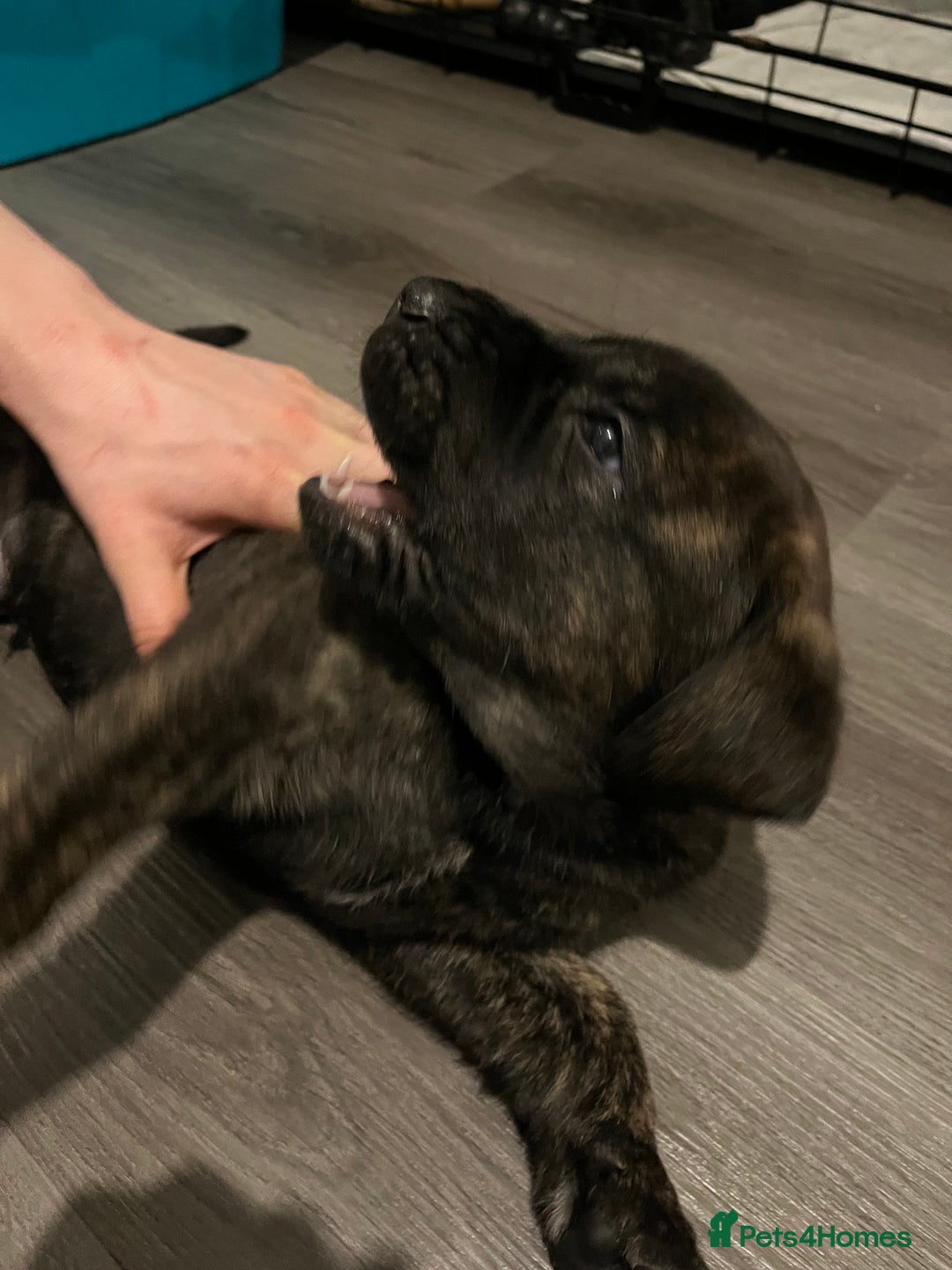 Mixed Breed dogs for sale: Belgian Malinois / Turkish Kangal / Cane Corso - Image 21