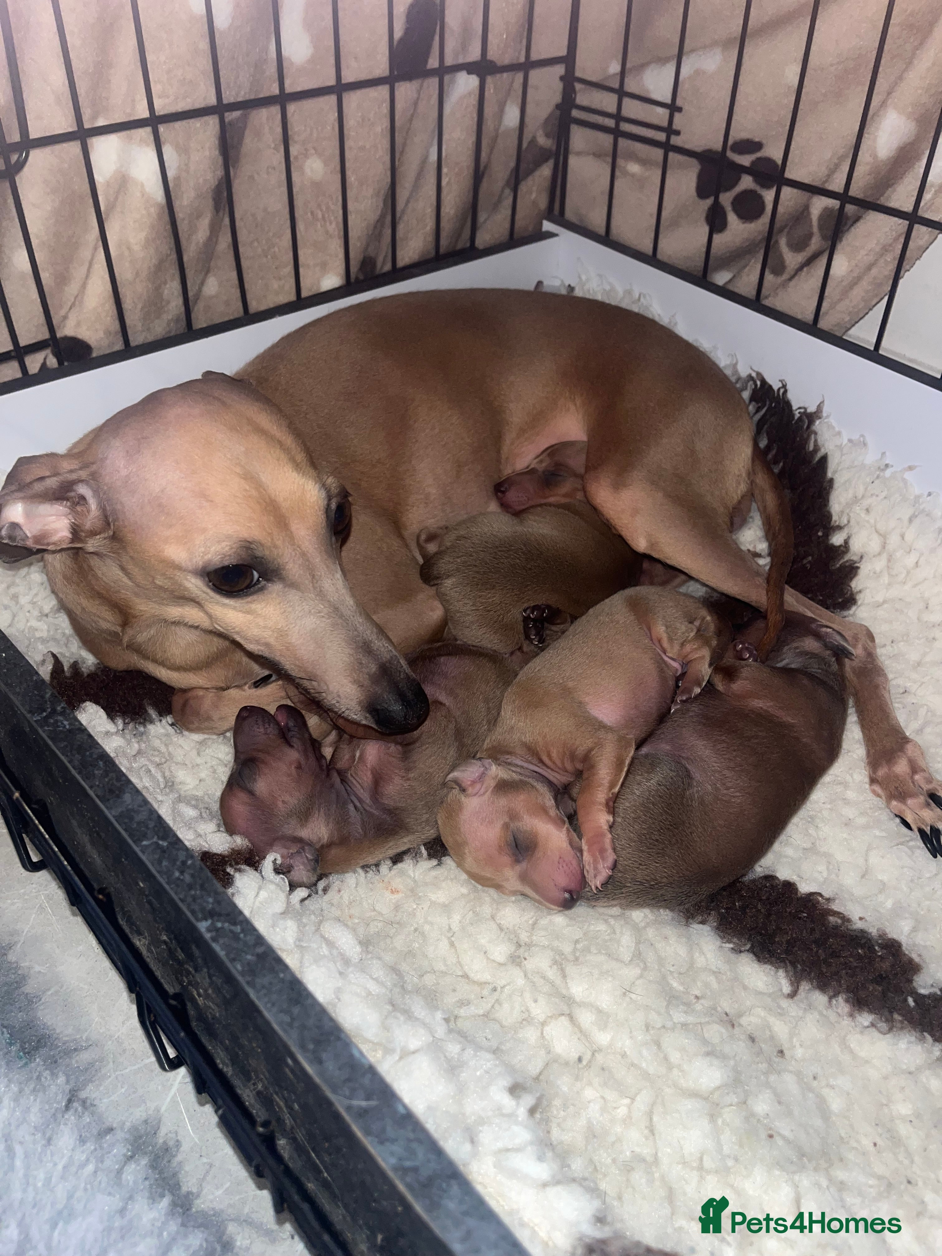 Italian Greyhound dogs Beautiful KC Registered Italian Greyhound Puppies  - Advert 11