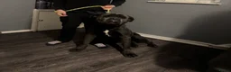 Cane Corso dogs for sale: Blaze - Advert 4