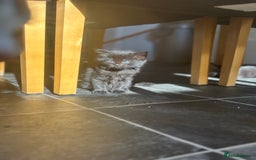 Mixed Breed cats for sale: 4 female kitten  - Image 1