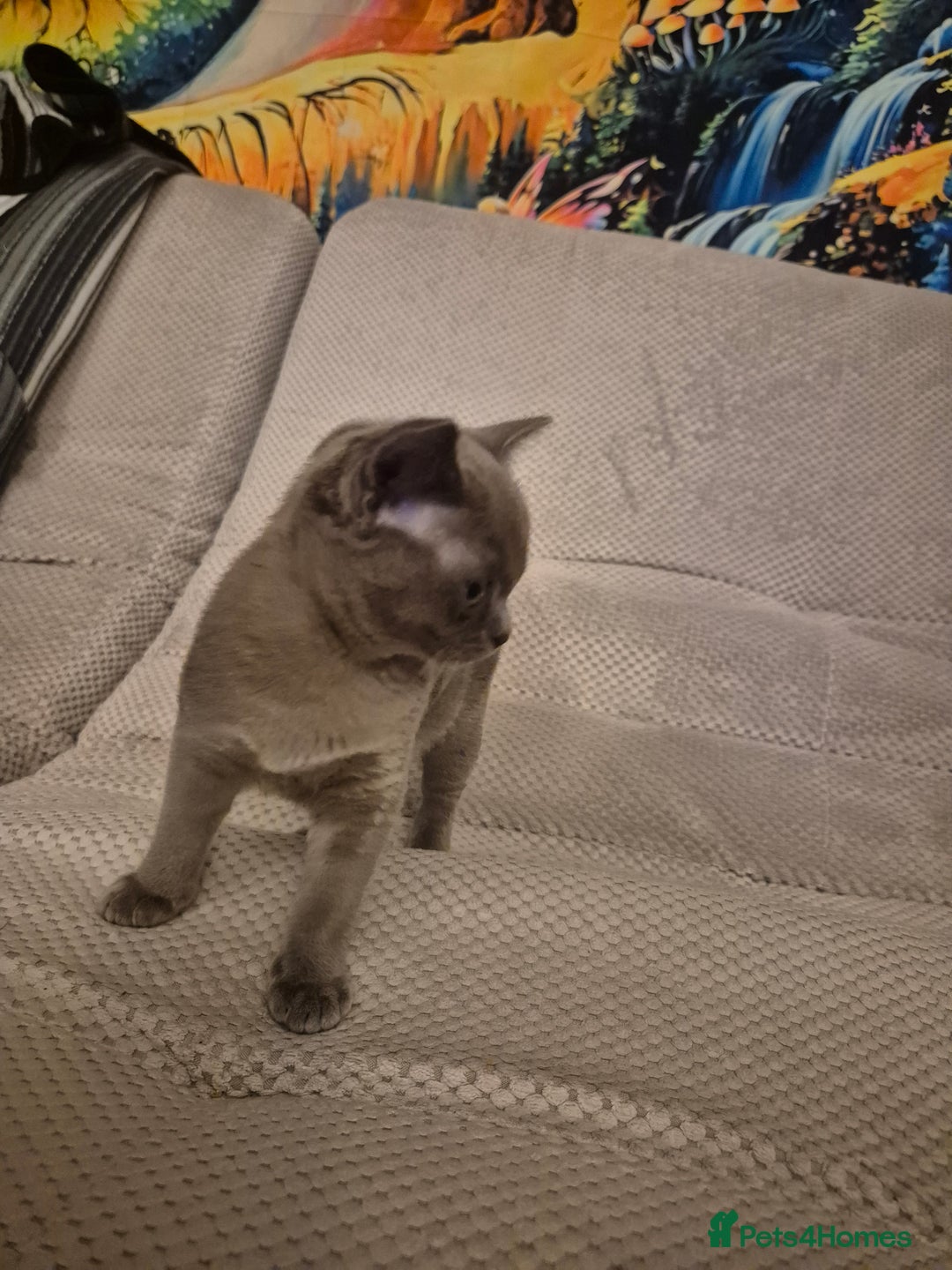 Burmese cats for sale: Gorgeous burmese girl for sale - Advert 2