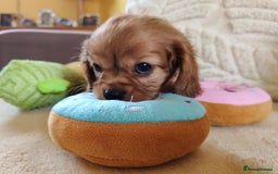 Cavalier King Charles Spaniel dogs for sale: KC Beautiful Cavalier King Charles puppies - Image 32