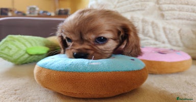 Cavalier King Charles Spaniel dogs - Advert 9