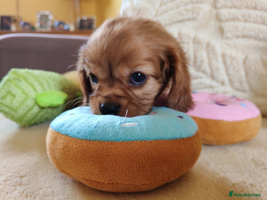Cavalier King Charles Spaniel dogs for sale: KC Beautiful Cavalier King Charles puppies - Image 32