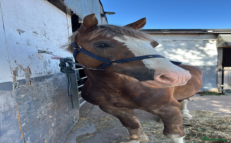Welsh Section D horses - Advert 3