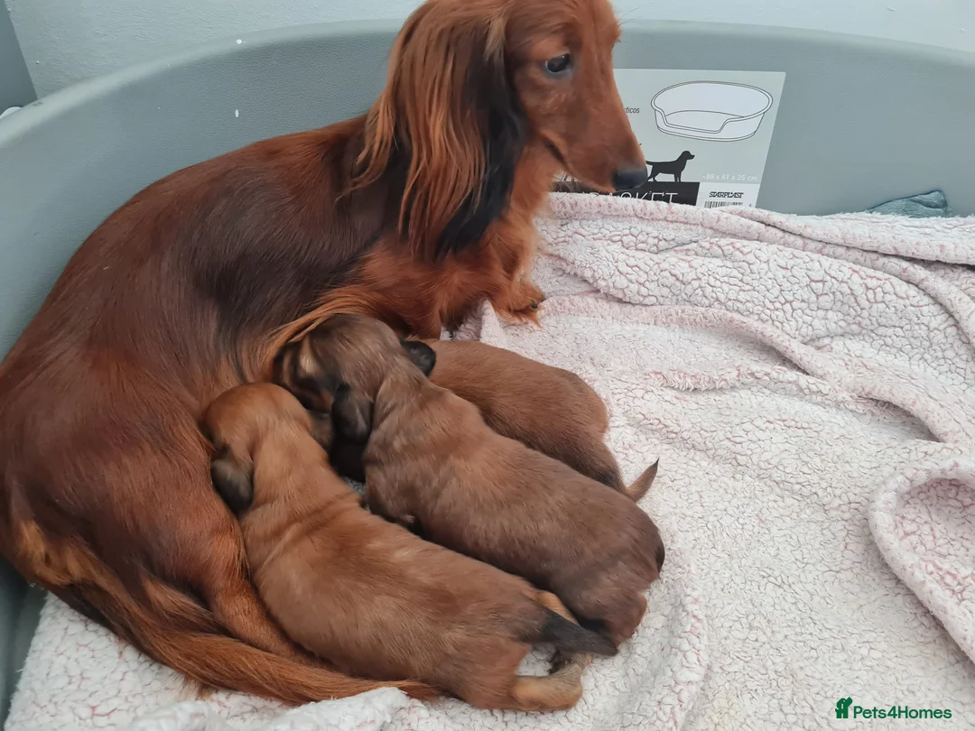 Miniature Dachshund dogs for sale: Lh Miniature Dachshund Puppies,championsblood line in Gainsborough - Advert 2